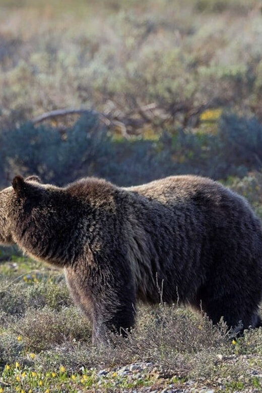 Grand Teton: Private Guided Tour (Sunset) - An In-Depth Look at the Grand Teton Sunset Tour
