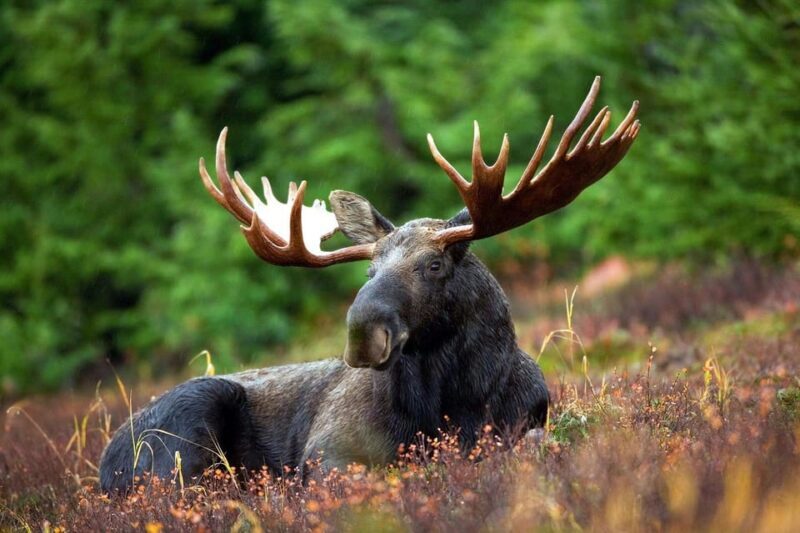 Grand Teton: Private Guided Tour (Sunset) - An In-Depth Look at the Grand Teton Sunset Tour