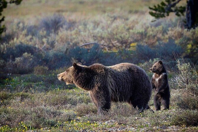 Grand Teton: Private Sunset Tour - The Complete Picture: What to Expect from the Grand Teton Sunset Tour