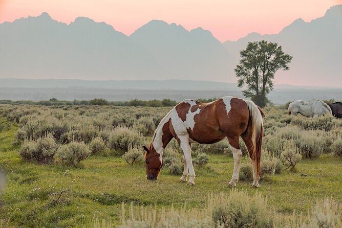 Grand Teton: Private Sunset Tour - Practicalities and Considerations