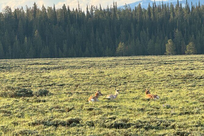 Grand Teton Sunrise Scenic Tour - Frequently Asked Questions