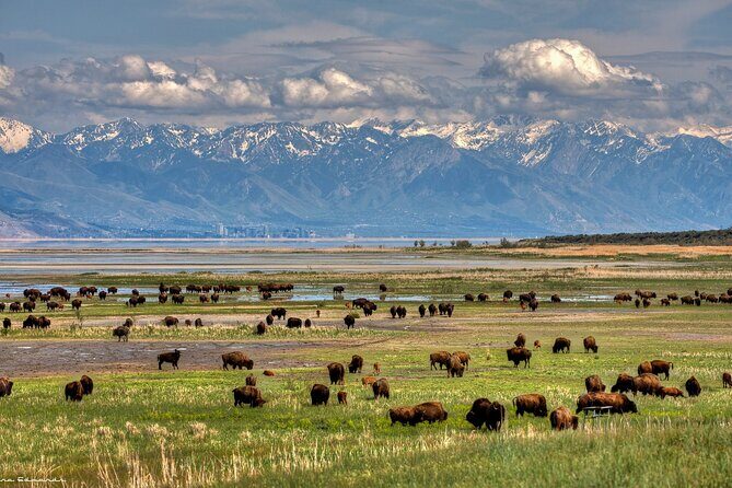 Grand Teton, Yellowstone, and Glacier National Parks 8-Day Tour - From Yellowstone to Glacier: The Final Frontier