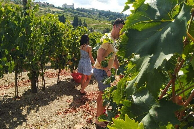 Grape Stomping and Wine Tasting in Tuscany - FAQ
