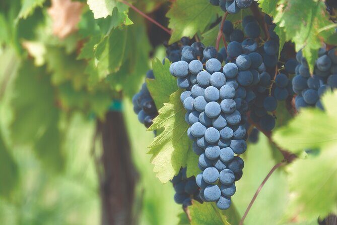 Grape Stomping Experience and Wine Tasting - Who Will Love This Tour?