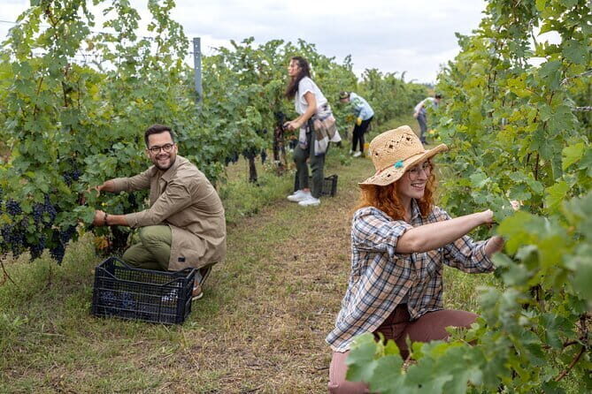 Grape Stomping Experience and Wine Tasting - Final Word