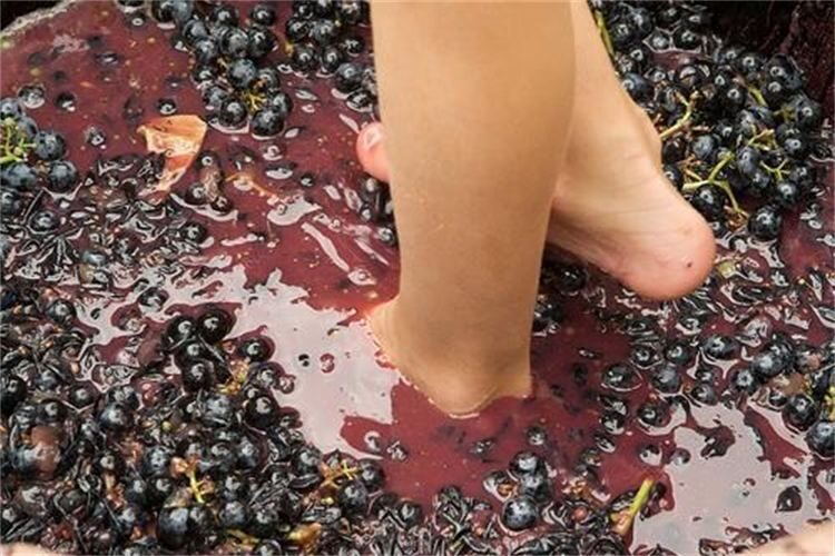 Grape Stomping in Provence - An In-Depth Look at the Grape Stomping Experience