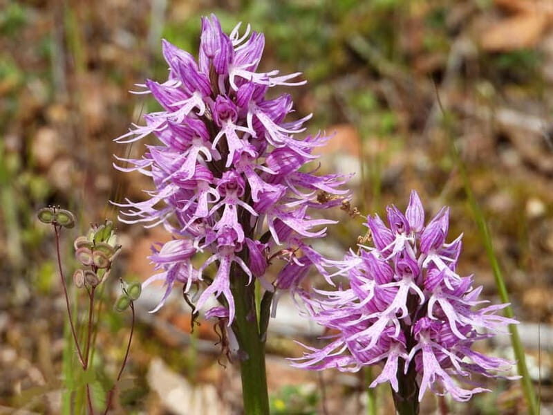 Gravina di Laterza: discover the largest Canyon in Europe - Final Thoughts