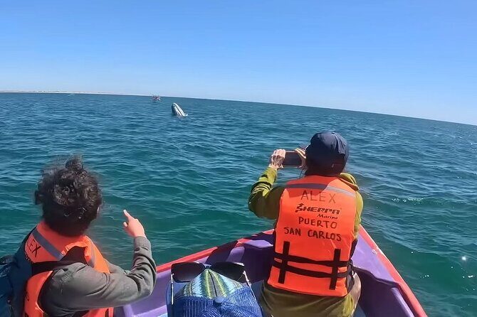 Gray Whale Tour Private Group from La Paz Limited to 8 - An In-Depth Look at the Gray Whale Tour from La Paz