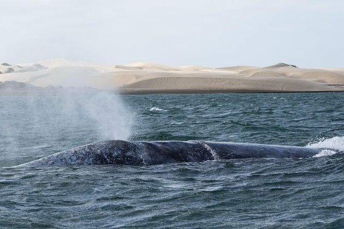Gray Whale-Watching 2-Day Experience in Magdalena Bay - A Closer Look at the Magdalena Bay Gray Whale Tour