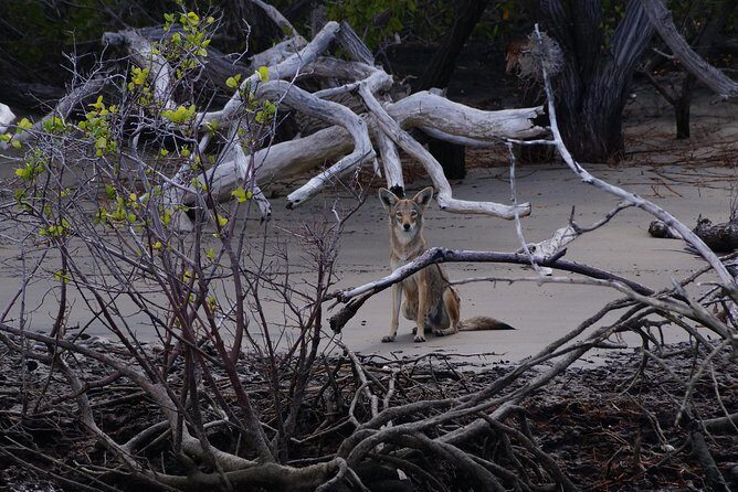 Gray Whale-Watching 2-Day Experience in Magdalena Bay - FAQ