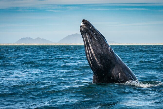 Gray Whale Watching Expedition at Magdalena Bay - An Immersive Look at the Gray Whale Watching Experience