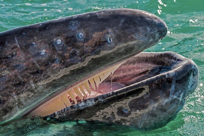 Gray Whale Watching Expedition at Magdalena Bay - Why This Tour Is a Great Choice
