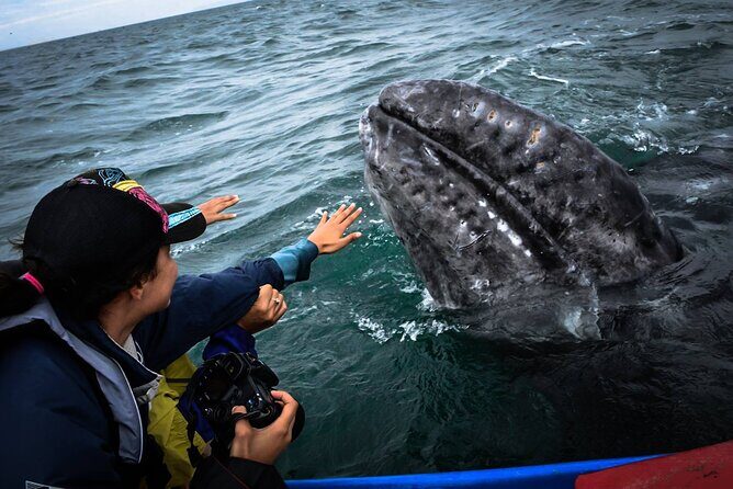 Gray Whale Watching Expedition at Magdalena Bay - The Sum Up: Who Will Love This Tour?