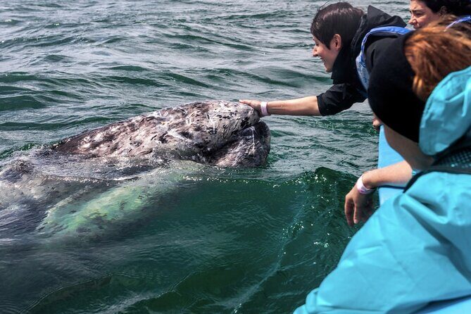 Gray Whale Watching Expedition at Magdalena Bay - Frequently Asked Questions