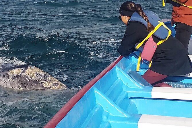 Gray Whale Watching in Bahia Magdalena - The Cost and Its Value