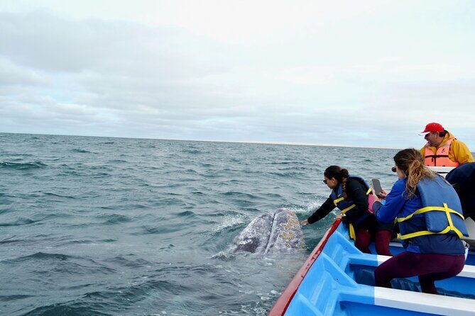 Gray Whale Watching in Bahia Magdalena - Who Should Consider This Tour?