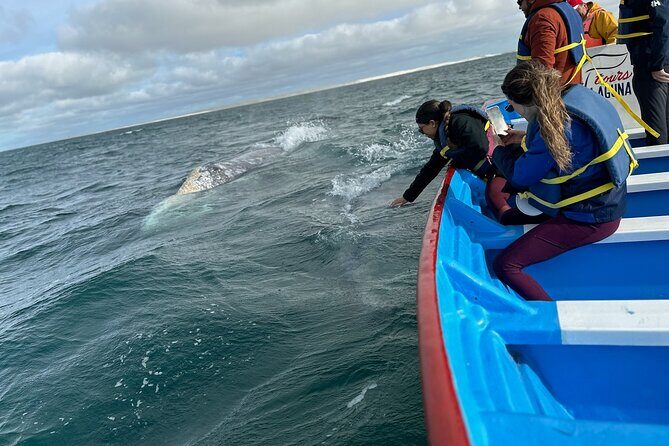 Gray Whale Watching in Bahia Magdalena - The Sum Up