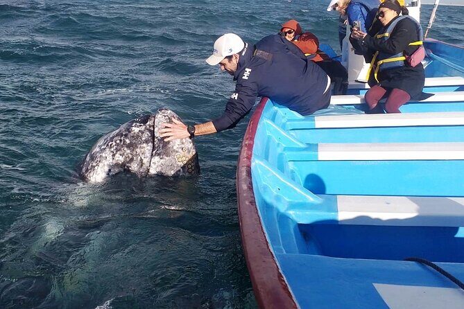 Gray Whale Watching in Bahia Magdalena - FAQ