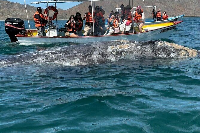 Gray Whale watching in Magdalena Bay From Los Cabos - Final Thoughts