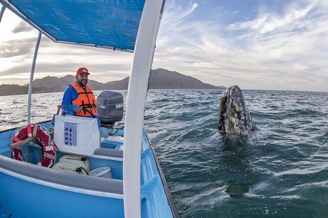 Gray Whales Watching in Magdalena Bay - An Introduction to Magdalena Bay’s Gray Whale Sanctuary