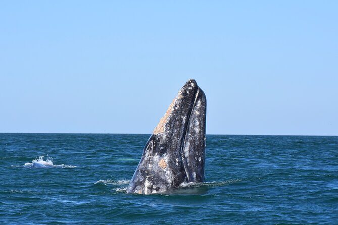 Gray Whales Watching in Magdalena Bay - Starting Point and Early Morning Departure