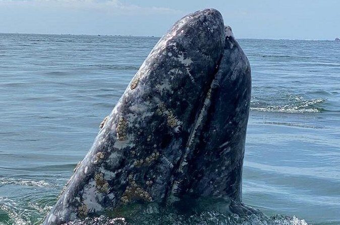 Gray Whales Watching in Magdalena Bay - The Boat Trip: Wildlife Encounters in Magdalena Bay