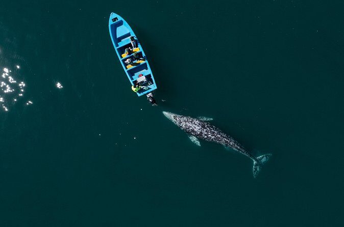 Gray Whales Watching in Magdalena Bay - Lunch and Post-Visit Relaxation