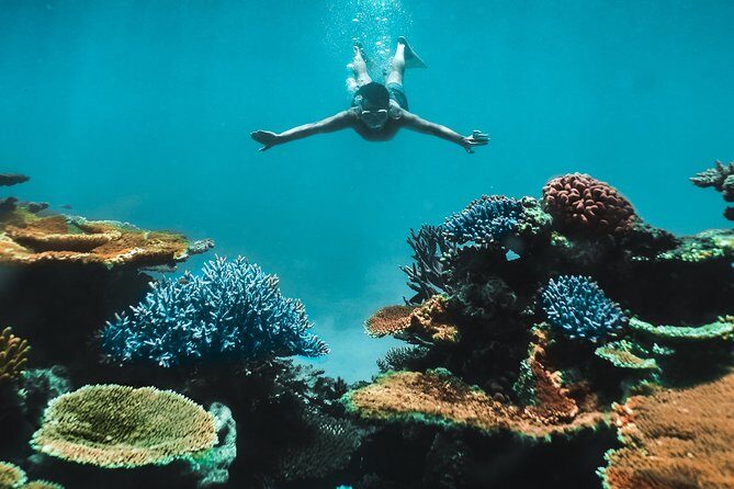 Great Barrier Reef Cruise from Townsville or Magnetic Island - Why This Tour Is Worth Considering