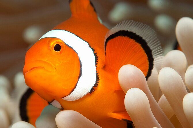 Great Barrier Reef Full Day Tour from Cairns - FAQ