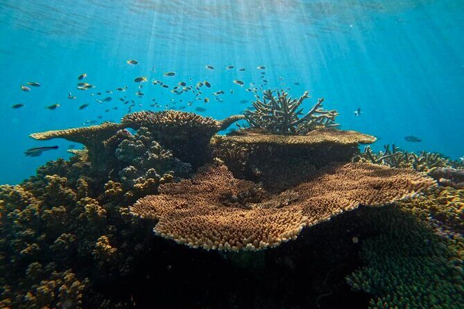 Great Barrier Reef Small Group Snorkelling Adventure - Who Will Love This Tour?