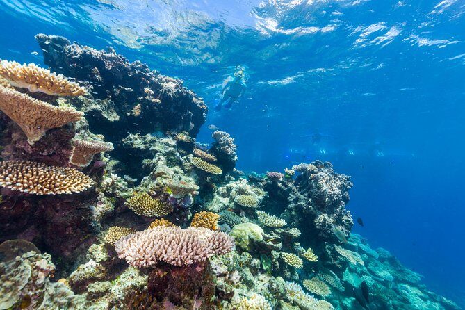 Great Barrier Reef Snorkeling and Diving Cruise from Cairns - Who Should Book This Tour?