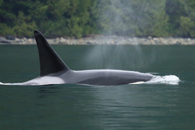 Great Bears of Bute: Grizzly Bear Viewing & Indigenous Cultural Tour - Who Would Love This Tour?