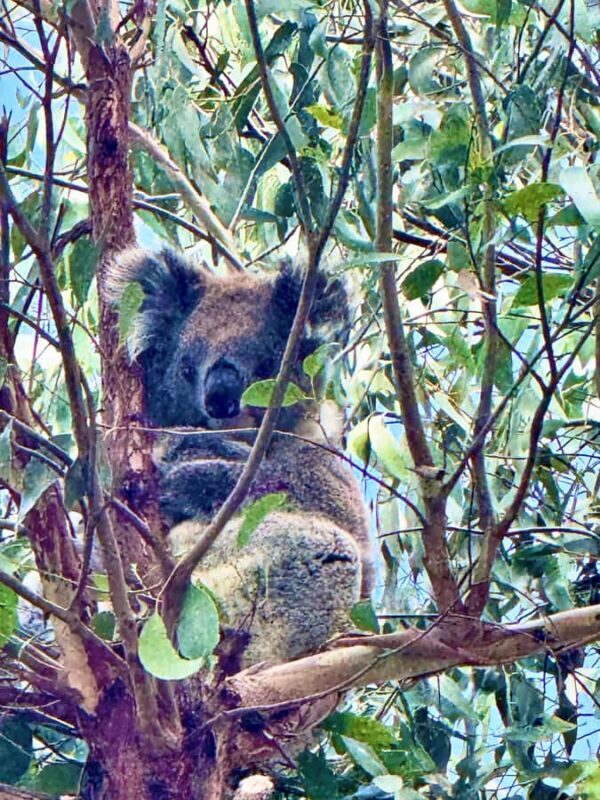 Great Ocean Road 12 Apostles London Bridge Koala Kangaroo - A Journey Through Scenic Marvels and Wildlife