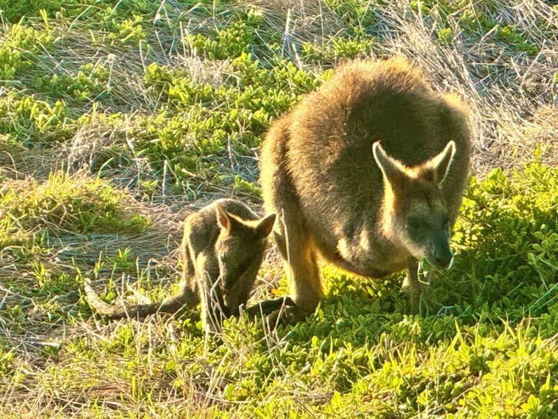 Great Ocean Road 12 Apostles London Bridge Koala Kangaroo - FAQ: Your Questions About the Great Ocean Road Tour