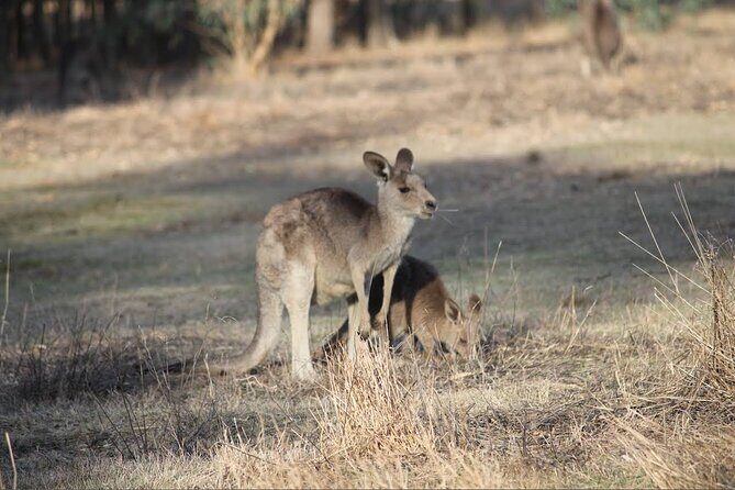 Great Ocean Road 12 Apostles Tour - Less crowd more highlights - Who Is This Tour Best For?