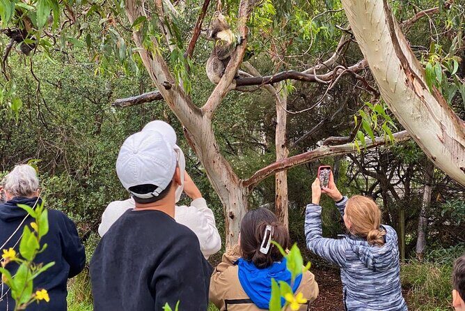 Great Ocean Road Full-Day Sunset Eco Tour from Melbourne - Analyzing the Value