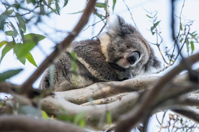 Great Ocean Road Grampians 2 Day Overnight Tour from Melbourne - Exploring the Itinerary: What You Can Expect
