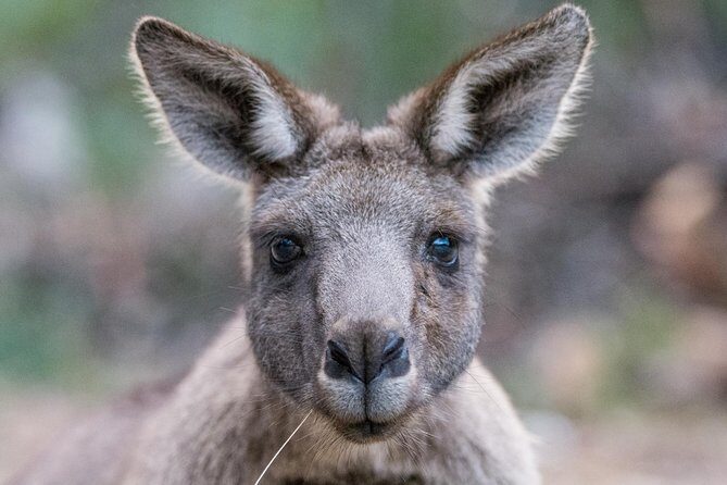 Great Ocean Road Grampians 2 Day Overnight Tour from Melbourne - FAQ