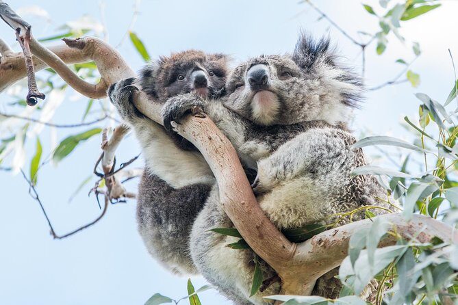 Great Ocean Road Grampians 3 Day National Park Tour Melbourne Roundtrip - Who Will Love This Tour?