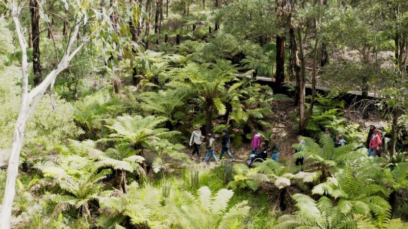 Great Ocean Road: Guided Wildlife Walk that Supports Nature - FAQ