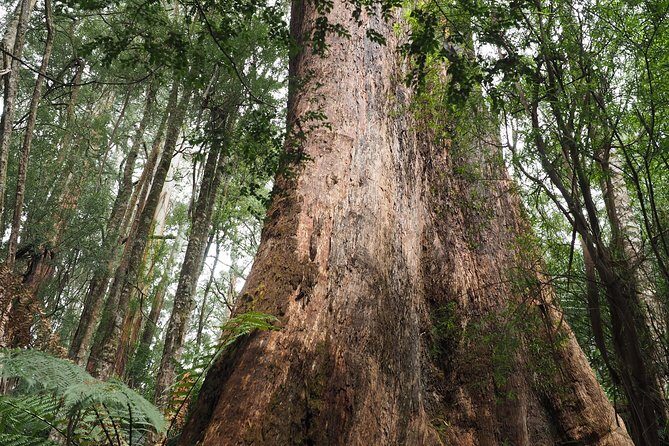 Great Ocean Road Private Day Tour - Transportation and Duration: What You Need to Know