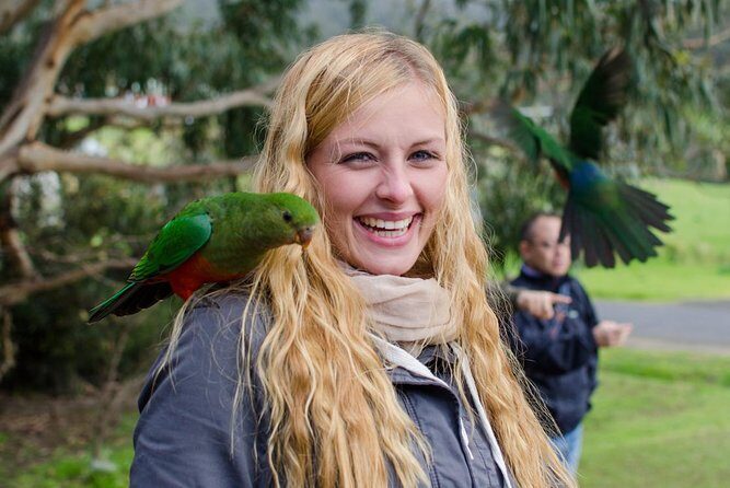 Great Ocean Road Reverse Rainforest & 12 Apostles from Melbourne - What Travelers Say