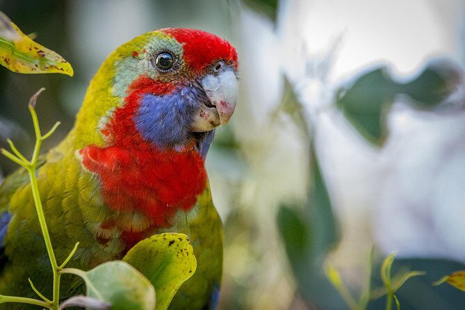 Great Ocean Road Reverse Rainforest & 12 Apostles from Melbourne - Who Should Consider This Tour?