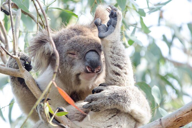 Great Ocean Road Reverse Rainforest & 12 Apostles from Melbourne - Final Thoughts