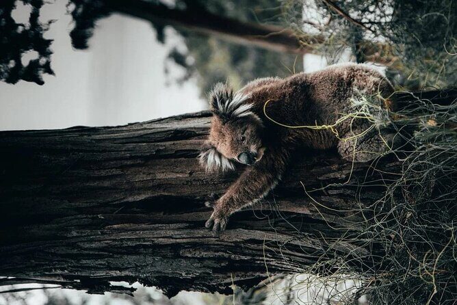 Great Ocean Road Tour Reverse SML GRP-DLUX Mini Bus Hotel Pickup - Who Is This Tour Best Suited For?