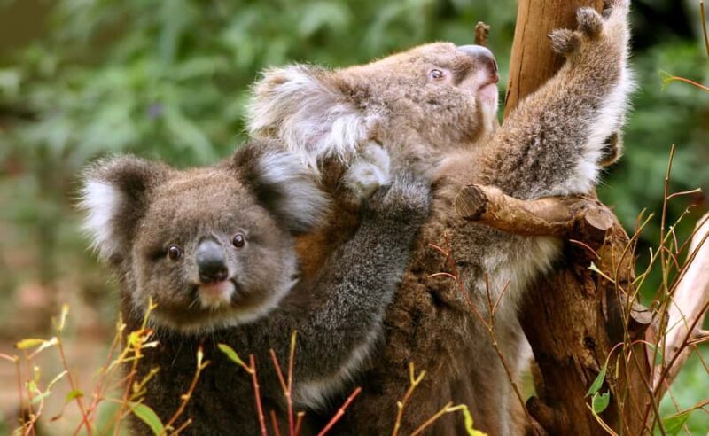 Great Ocean Road Tour w/ Deluxe Minibus & Top-Rated Guide - FAQs