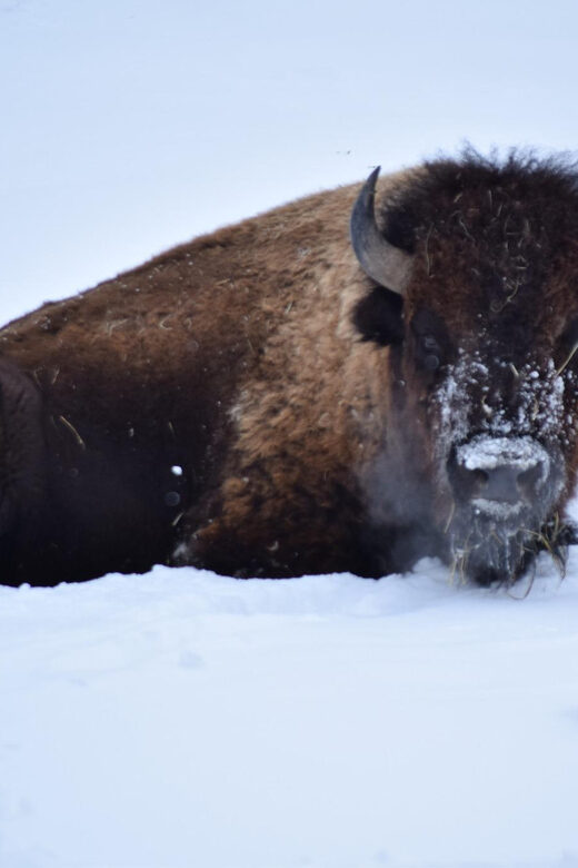 Great Plains Zoo - Considerations and Tips