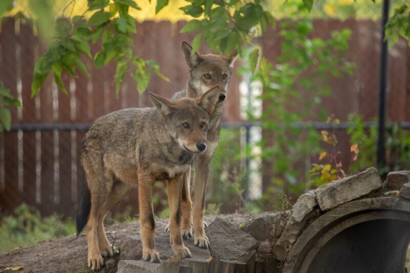 Great Plains Zoo - Final Thoughts: Is the Great Plains Zoo Worth It?