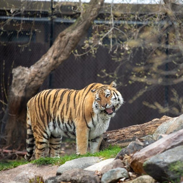 Great Plains Zoo - FAQ
