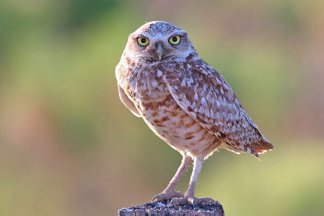 Great Salt Lake Birding and Nature Adventure - Introduction